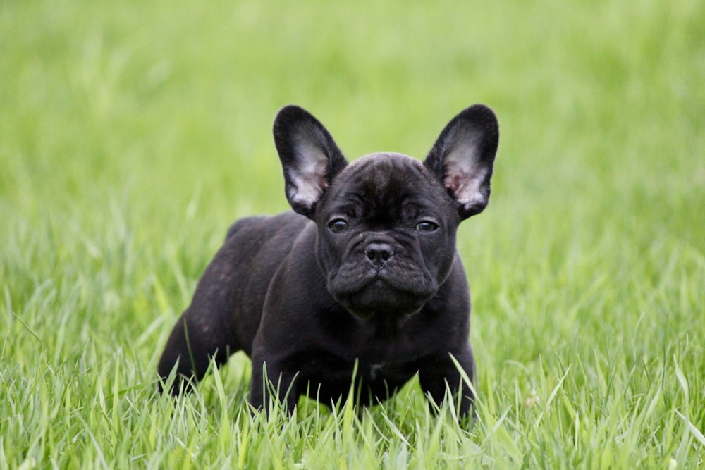 short-coated black dog on green grass field