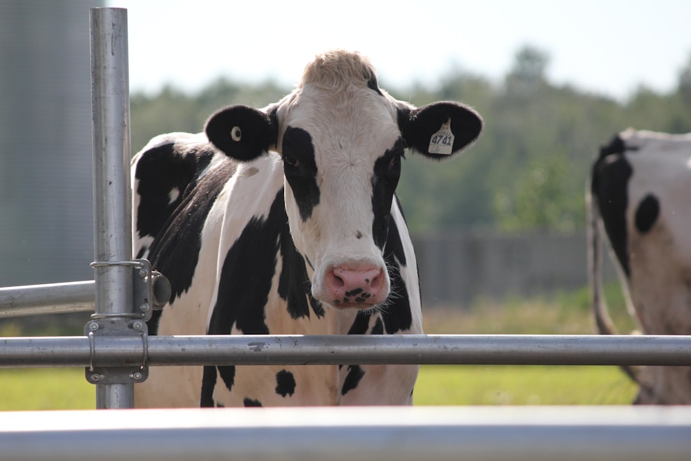 white and black cattle close-up photography