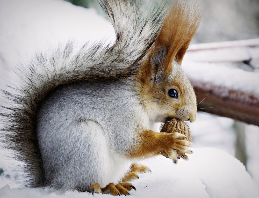 écureuil blanc et brun mangeant des noix