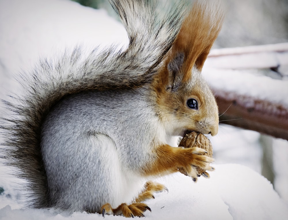 white and brown squirrel eating walnut