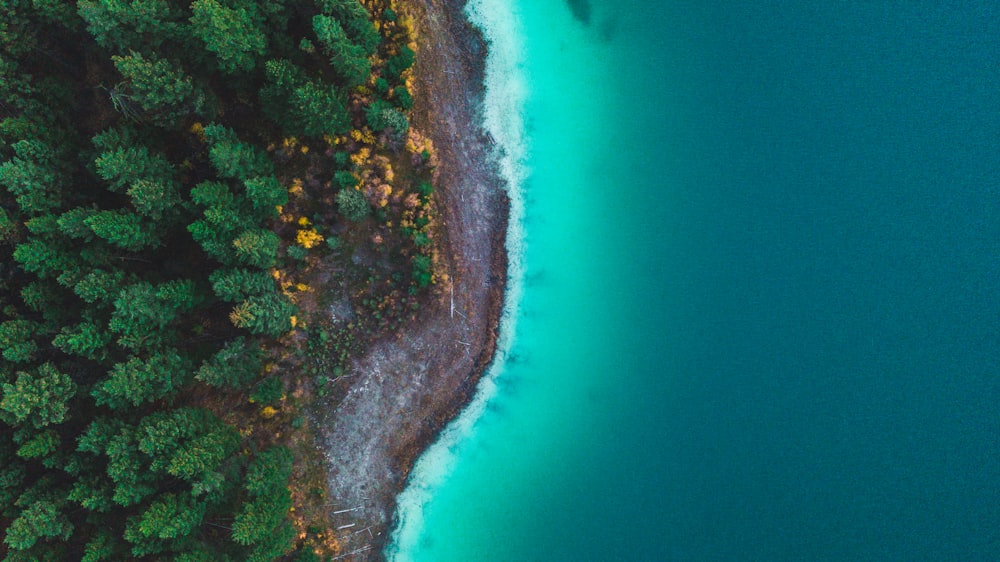 forest near calm sea