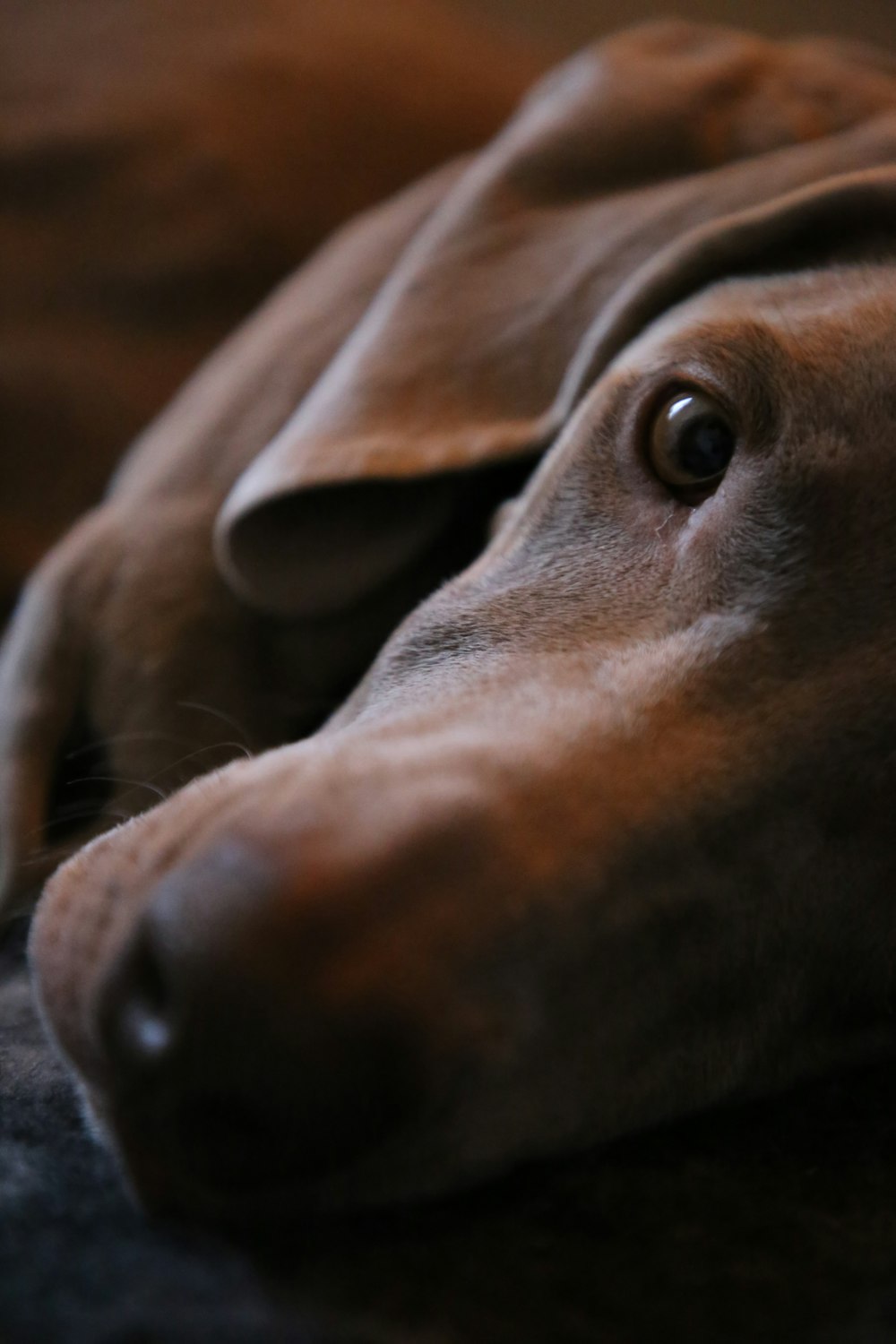 short-coated tan dog