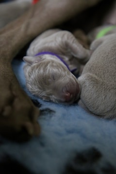 A newborn puppy with closed eyes is nestled comfortably, surrounded by blurred features, possibly other dogs. The puppy has a soft, smooth coat and is wearing a vibrant purple collar. The background has a gentle blue texture.