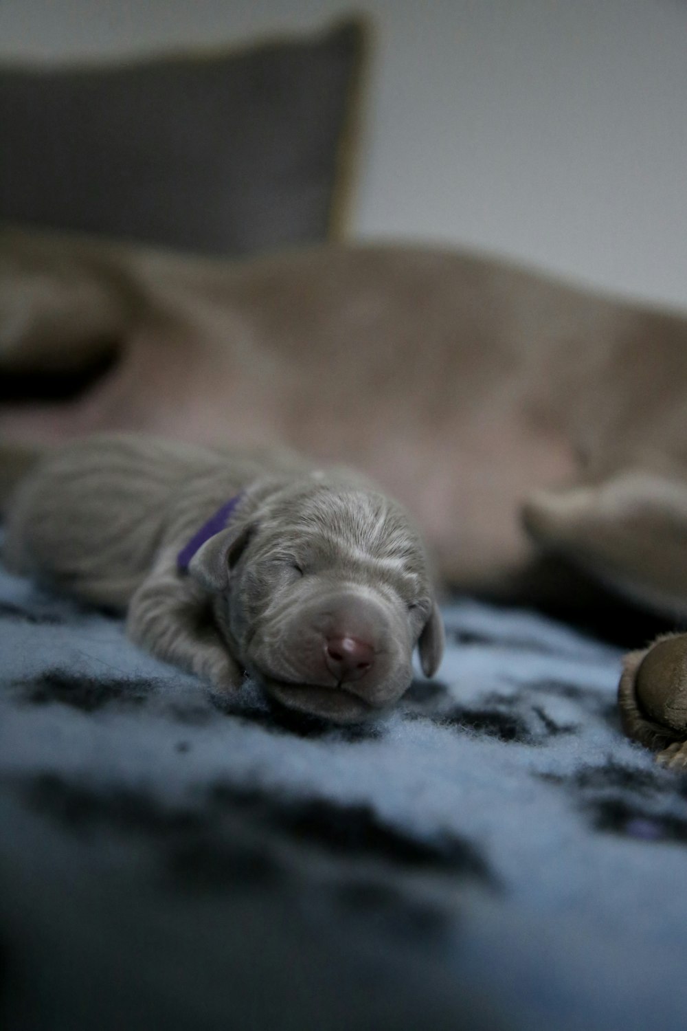 short-coated tan puppy