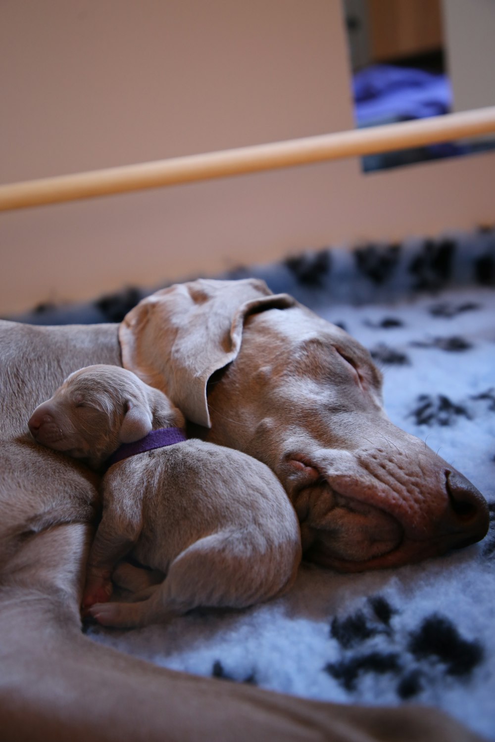 puppy leaning on dog