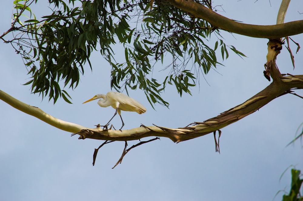 white bird on tree branch