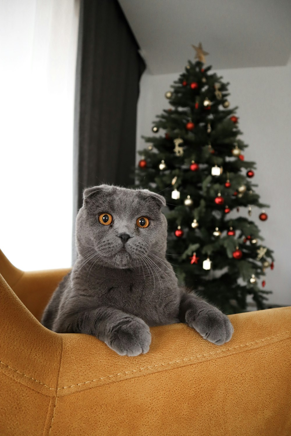 gray cat on brown sofa