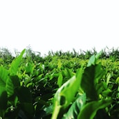 A lush, dense growth of vibrant green leaves fills the foreground, with a variety of plant types contributing to the dense foliage. The background shows towering plants reaching upwards, set against a bright, clear sky.