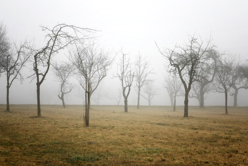 withered trees