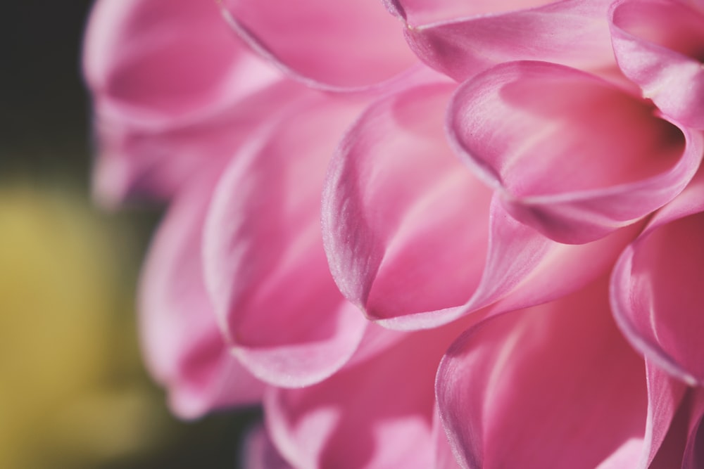 pink petaled flower close up photo
