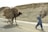 A person leads a camel loaded with dry palm branches along a road near a rocky hillside. The individual is dressed in traditional attire, including a headscarf, and walks in front of the camel that appears burdened with the load.