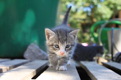 A kitten walks towards camera on top of pallet.