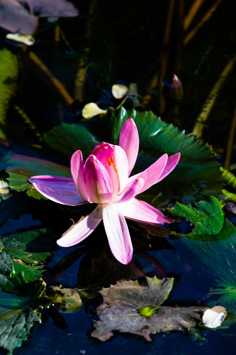 shallow focus photo of sacred lotus
