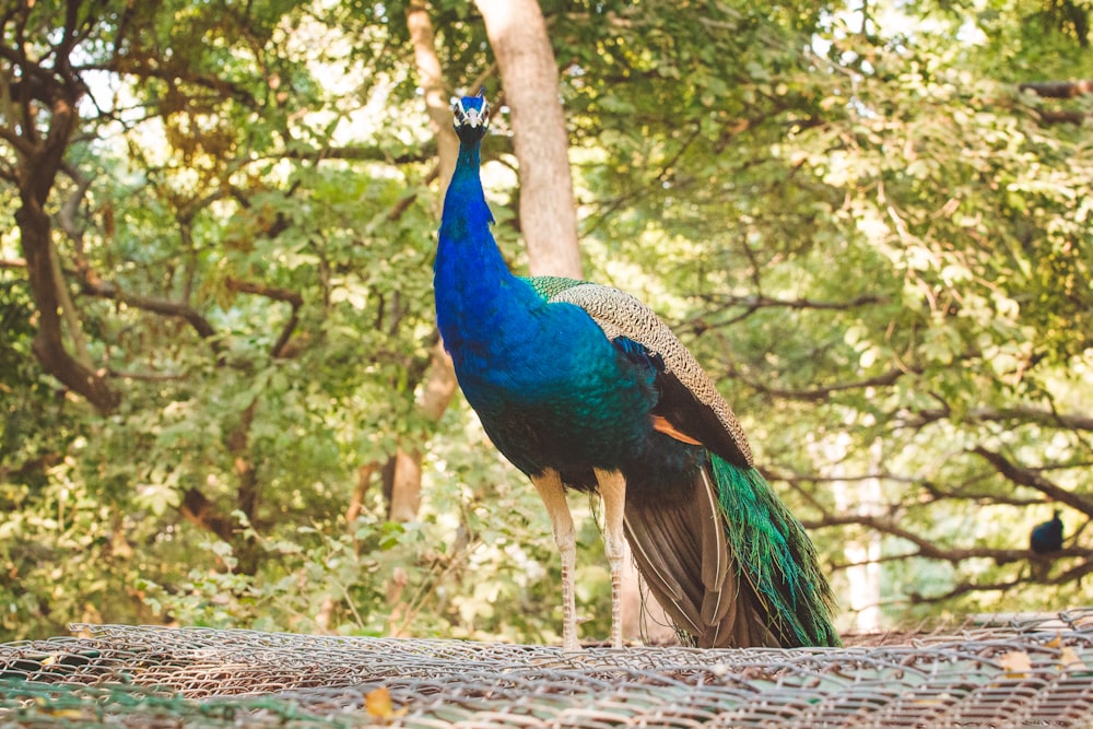 selective focus photography of Indian peafowl