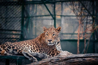A leopard is resting on a wooden log. The animal has a distinctive coat with rosettes and a sleek, powerful build. The background is dominated by a cage, indicating it might be in a zoo or an enclosure. The lighting is soft, creating a serene atmosphere.