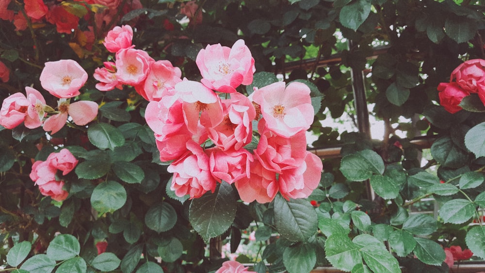 pink petaled flowers