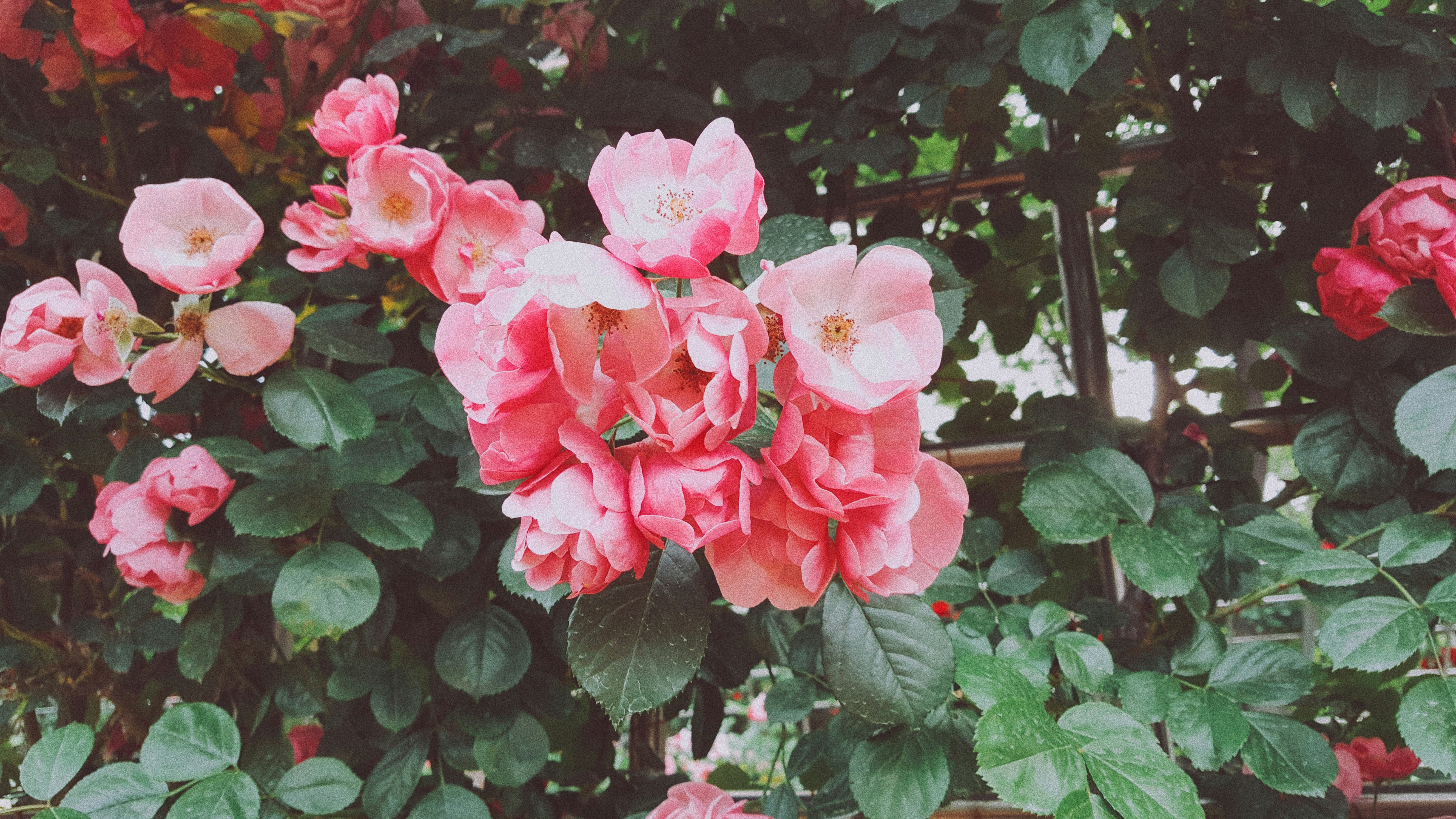 pink petaled flowers