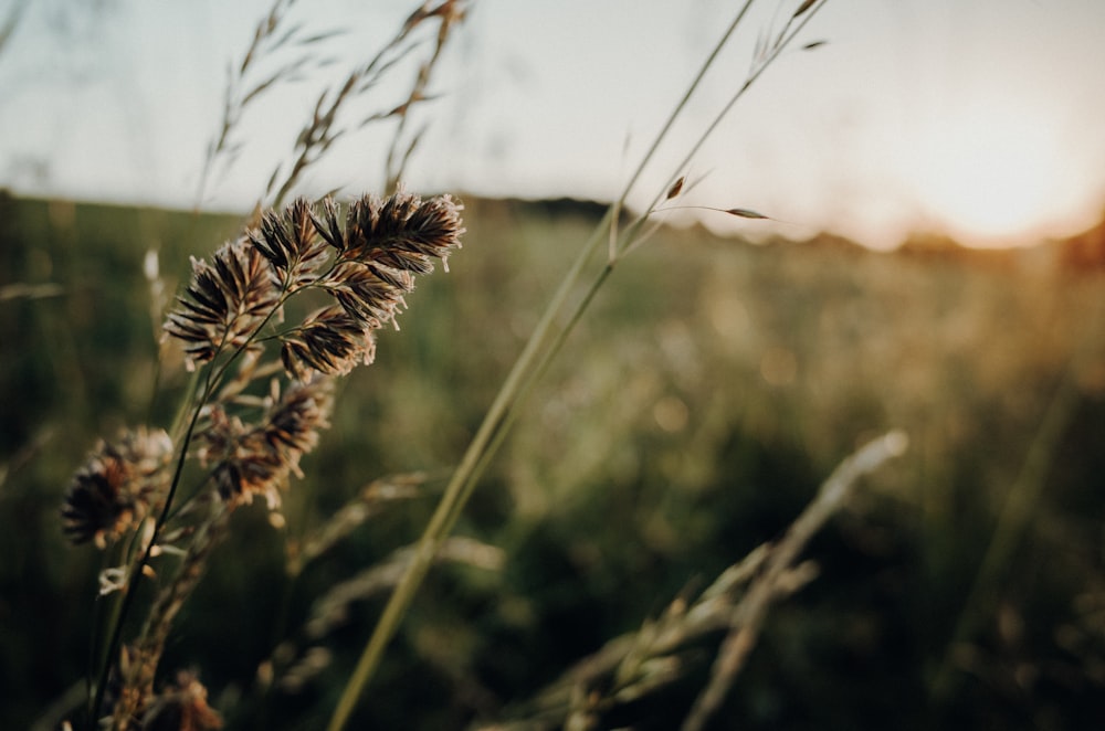 close-up photo of brown grass