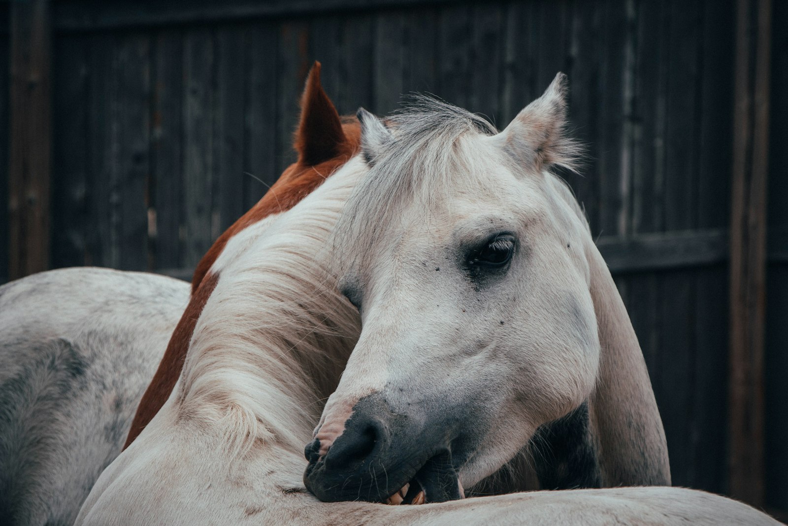 Canon EOS 650D (EOS Rebel T4i / EOS Kiss X6i) + Canon EF-S 18-135mm F3.5-5.6 IS STM sample photo. White horse biting it's photography