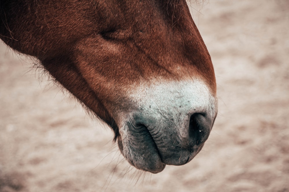 close-up photo of white and brown horse snout