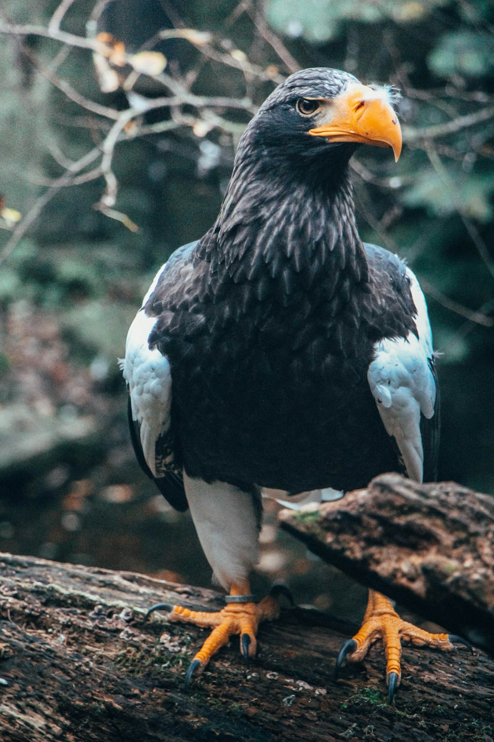 black and white hawk