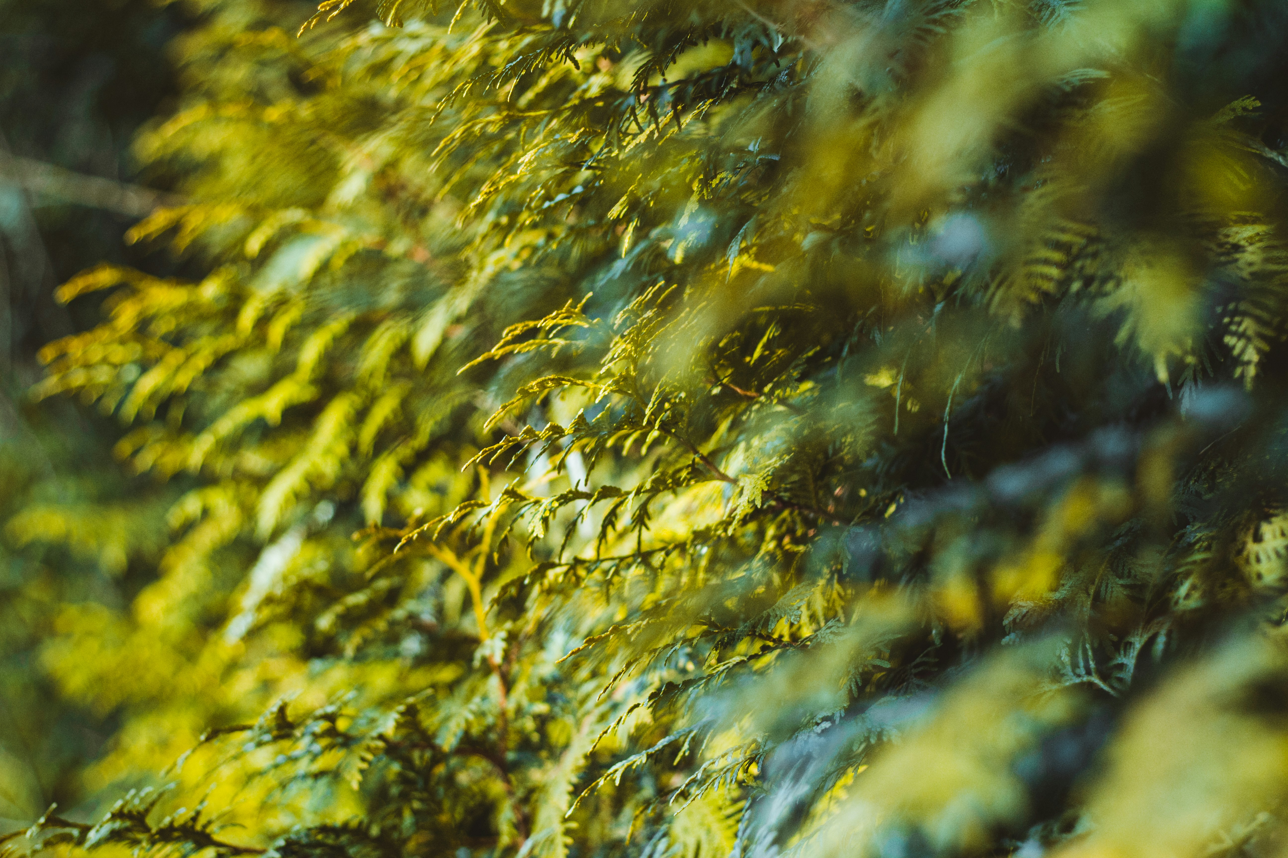 Photo by jyrkisorjonen