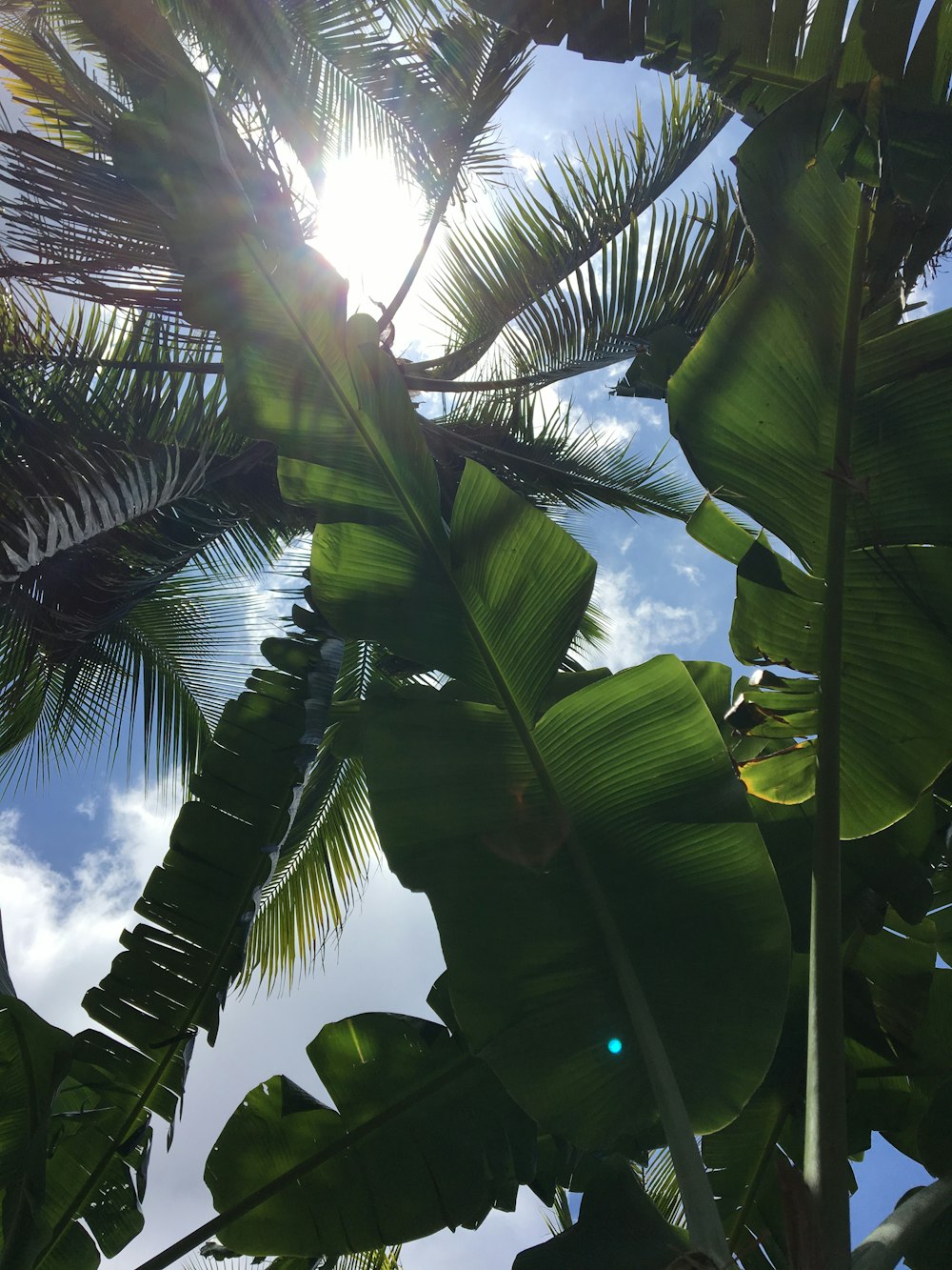low-angle photography of banana plant and coconut plant during daytime