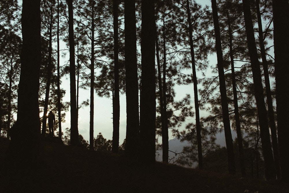 silhouette d’arbres
