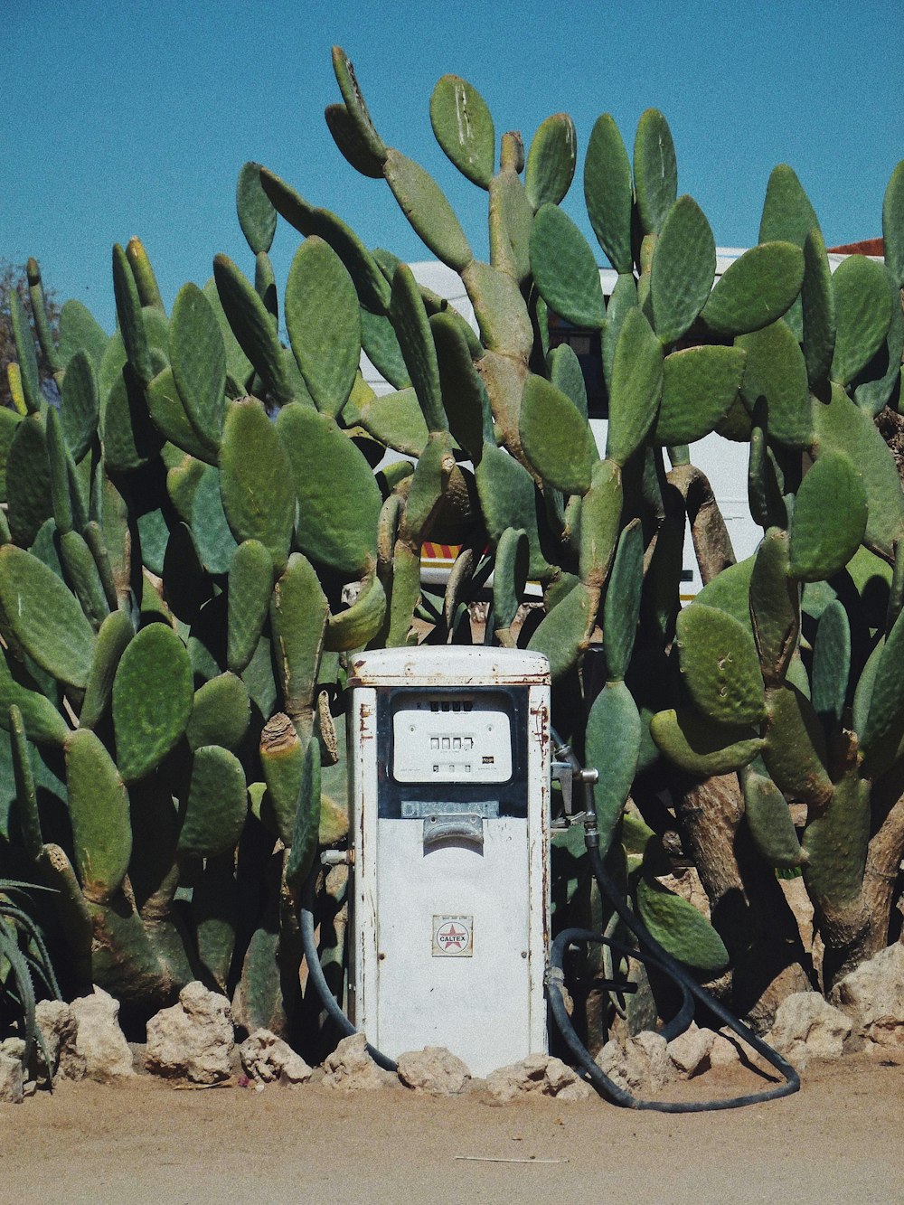 white gasoline pump machine surrounded by cactus plants