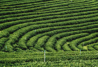 green leaf plants