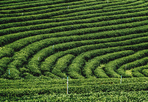 green leaf plants