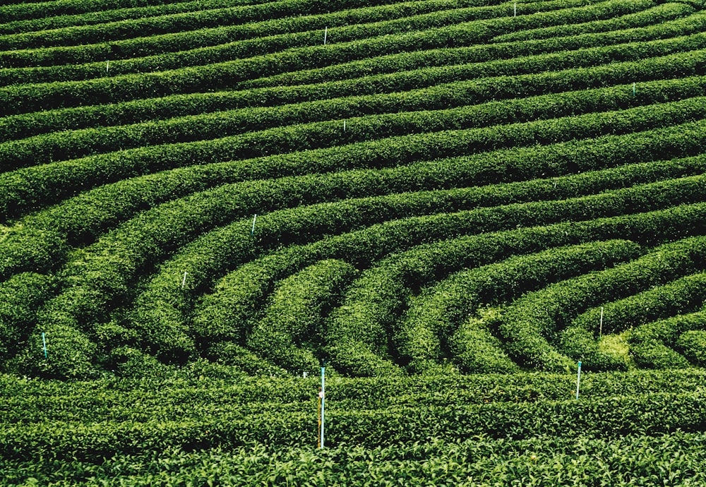 plantas de folha verde