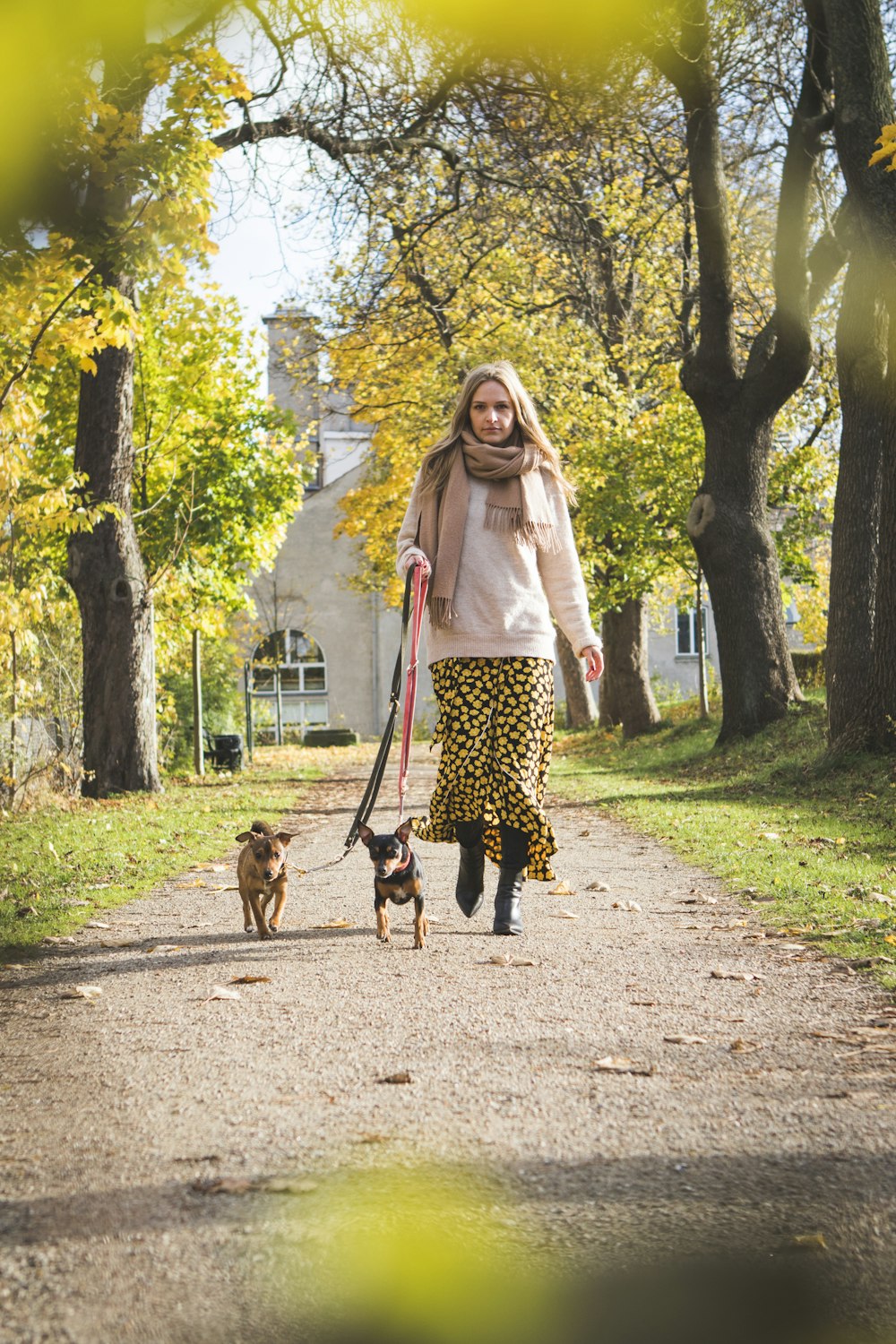 Frau, die mit zwei Hunden spazieren geht