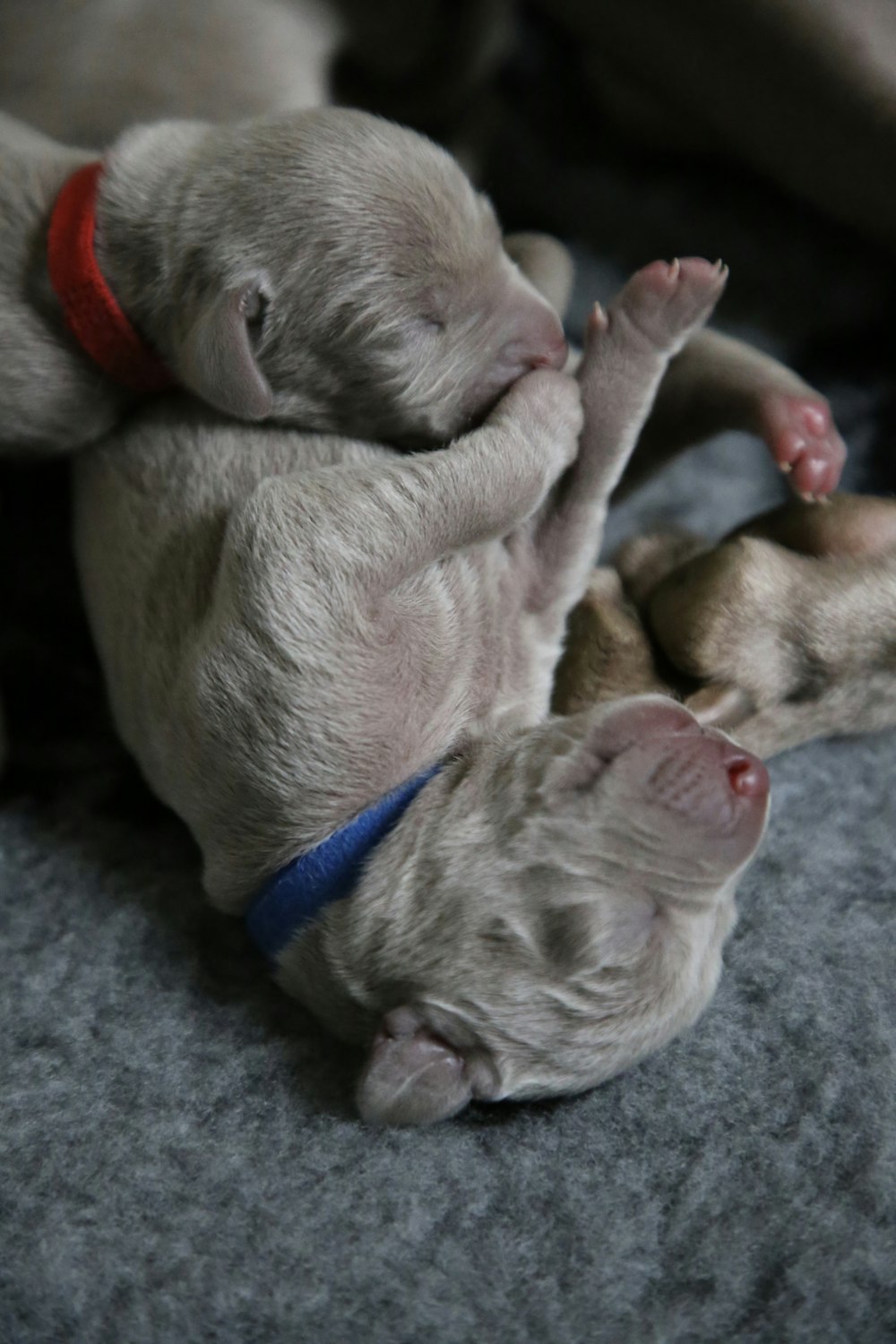 two grey puppies with red and blue collars