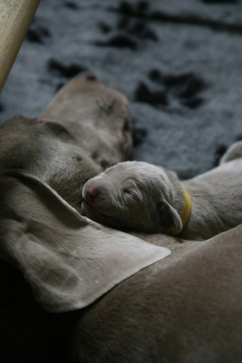 shallow focus photo of white puppy