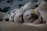 Several newborn puppies are sleeping closely together, snuggled against their mother. One puppy has a yellow collar. Their fur is a light beige color, blending softly with their surroundings.