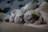 Several newborn puppies are sleeping closely together, snuggled against their mother. One puppy has a yellow collar. Their fur is a light beige color, blending softly with their surroundings.