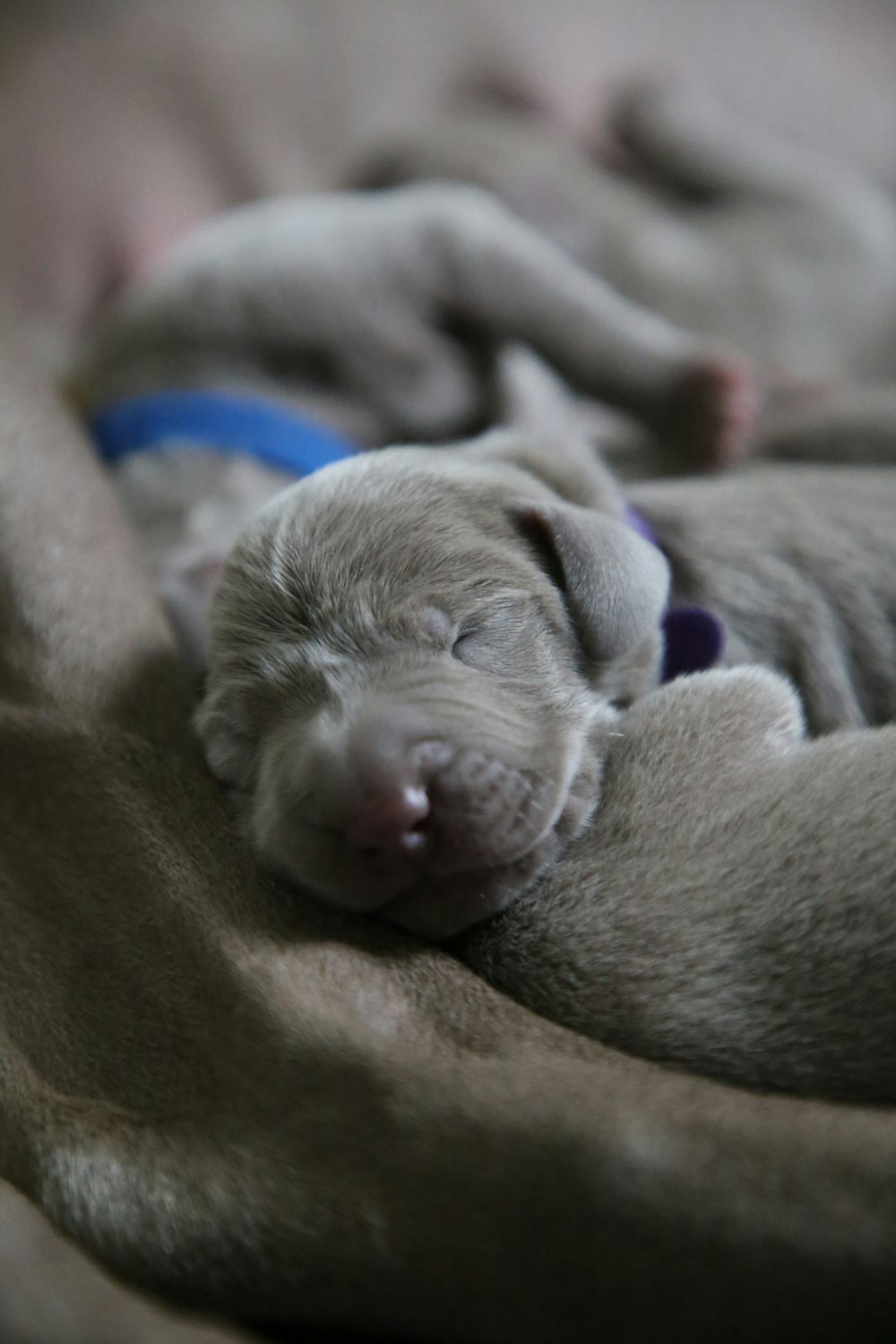 short-coated tan puppy