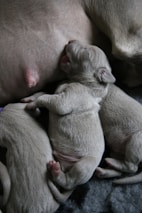 A gentle poodle mother cuddling her lively puppies nestled together on a cozy blanket.