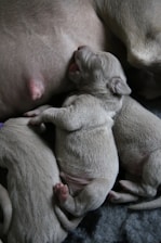 Mother Labrador gently cuddling her adorable puppies in a cozy home setting.