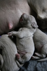 A team of caregivers feeding and comforting rescued puppies.