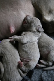 A loving Labrador mother with her puppies resting peacefully in a warm, homey environment.