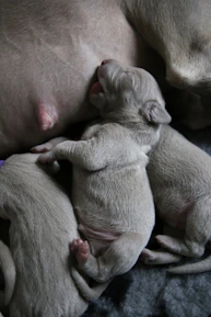 Australian Shepherd mother dog nurturing her playful puppies in a cozy indoor setting.