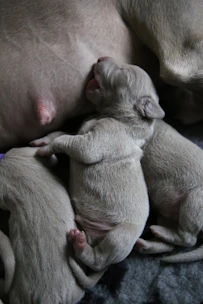 Gentle golden retriever mother cuddling her puppies indoors.