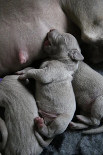 A proud golden retriever mother gently watching over her sleeping litter.