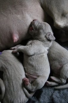 A gentle poodle mother cuddling her lively puppies nestled together on a cozy blanket.