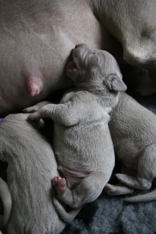 A gentle dam cuddling with her litter of tiny, sleepy puppies.