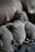 Three newborn puppies are nestled closely together, with one nursing from their mother. Their fur is soft and light-colored, and they appear to be sleeping or resting peacefully. The scene is intimate and tender, suggesting a moment of care and nurturing between the mother and her young.
