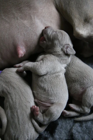 Australian Shepherd mother dog nurturing her playful puppies in a cozy indoor setting.