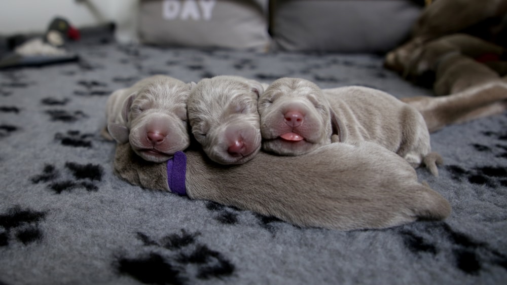 four puppies